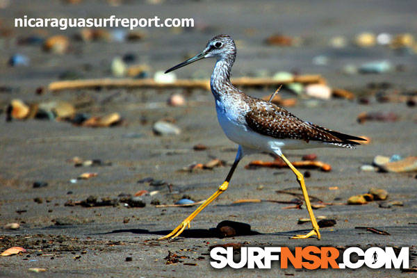 Nicaragua Surf Report - Report Photo 12/07/2012  3:24 PM 