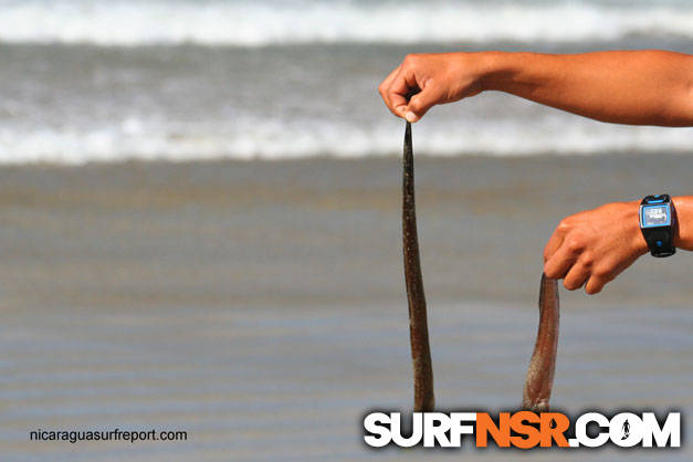 Nicaragua Surf Report - Report Photo 02/06/2009  1:04 PM 