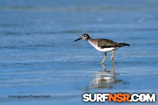 Nicaragua Surf Report - Report Photo 02/06/2010  10:58 AM 