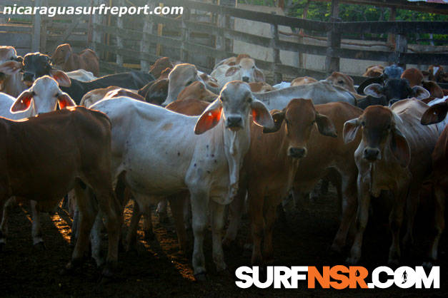 Surf Report for 08/16/2009