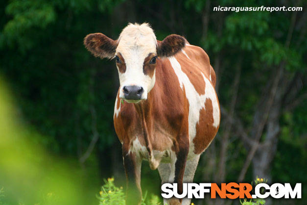 Nicaragua Surf Report - Report Photo 07/25/2009 2:22 PM