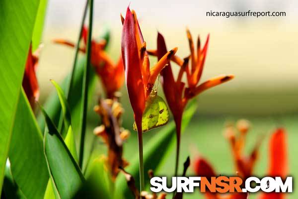 Nicaragua Surf Report - Report Photo 11/06/2014  2:17 PM 