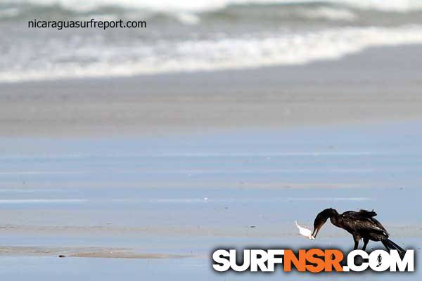Nicaragua Surf Report - Report Photo 05/02/2014 6:02 PM