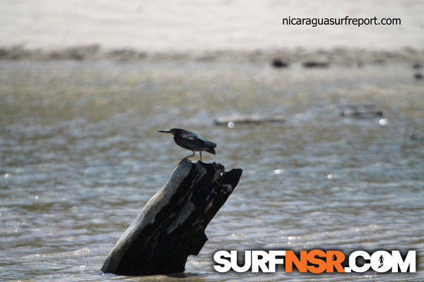 Nicaragua Surf Report - Report Photo 03/12/2014  2:44 PM 