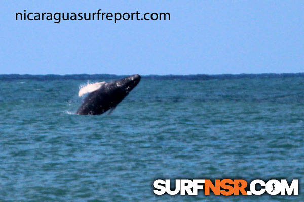 Nicaragua Surf Report - Report Photo 08/17/2012  8:41 PM 