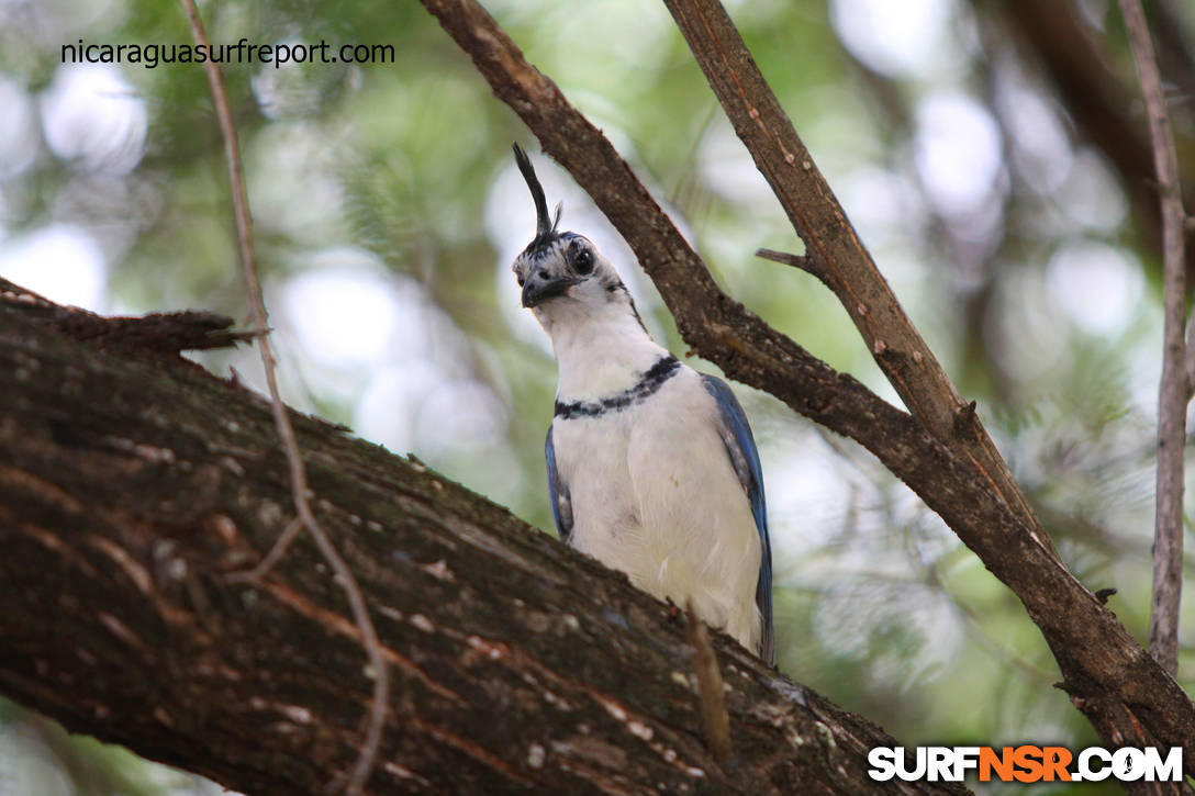 Nicaragua Surf Report - Report Photo 08/06/2013  11:35 AM 
