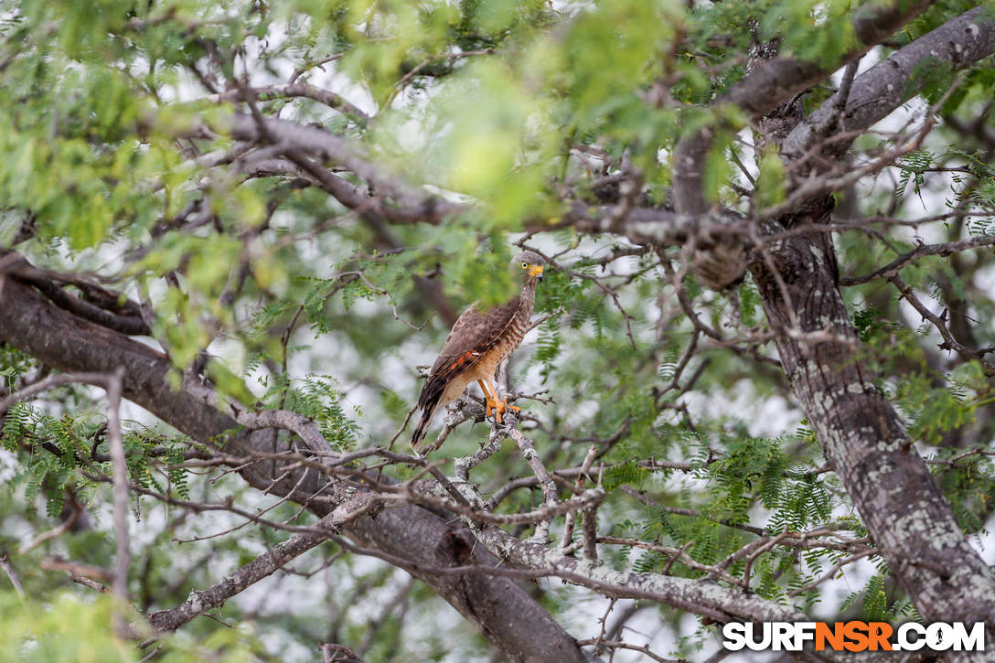 Nicaragua Surf Report - Report Photo 06/09/2017  9:18 PM 