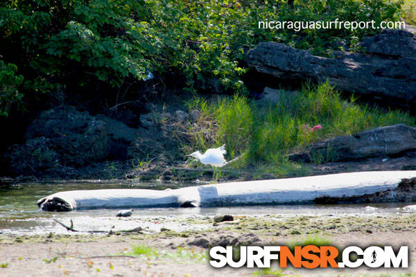 Nicaragua Surf Report - Report Photo 01/10/2013  11:07 AM 