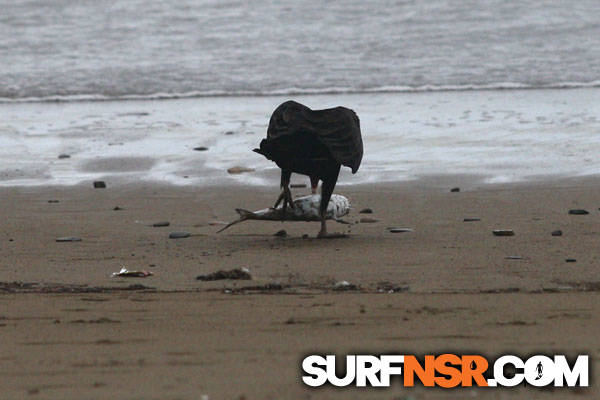 Nicaragua Surf Report - Report Photo 09/28/2010 4:43 PM