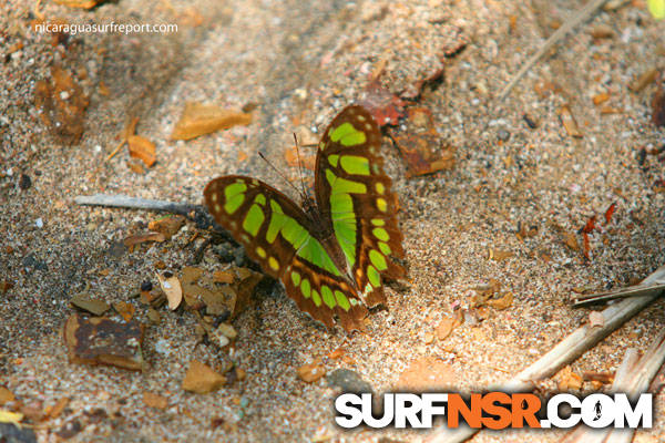 Nicaragua Surf Report - Report Photo 04/22/2011  3:40 PM 