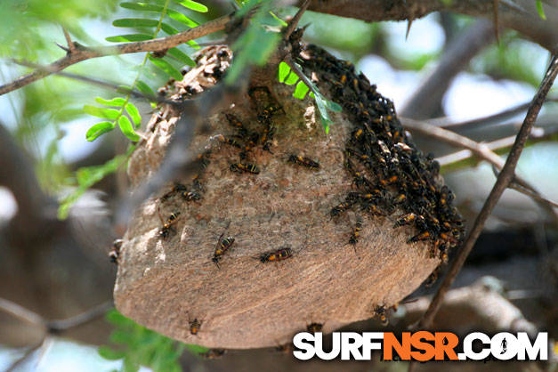 Nicaragua Surf Report - Report Photo 06/10/2009  4:42 PM 