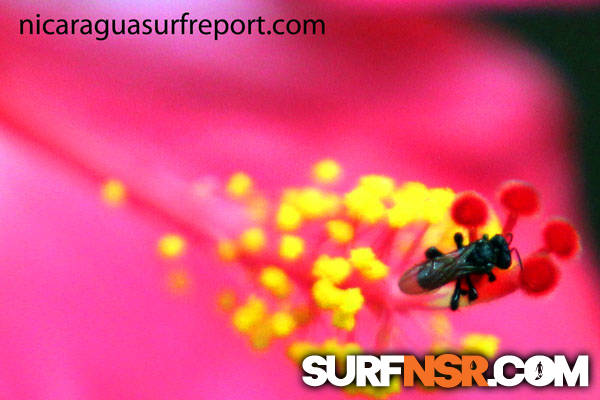Nicaragua Surf Report - Report Photo 08/30/2012  1:36 PM 