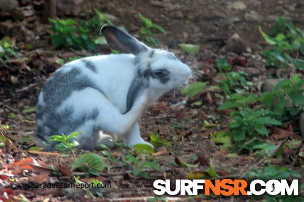 Nicaragua Surf Report - Report Photo 06/02/2014  8:45 AM 