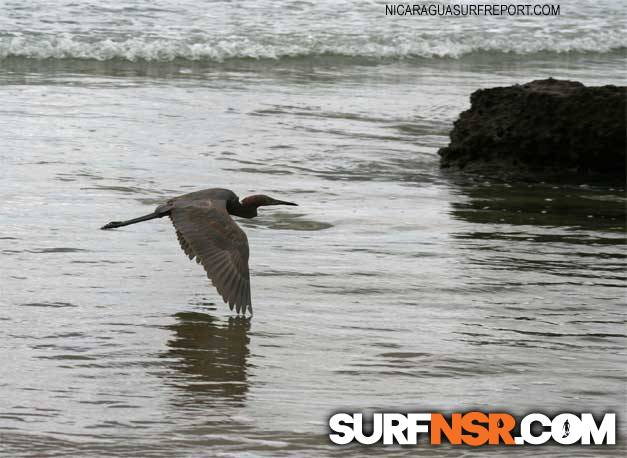 Nicaragua Surf Report - Report Photo 12/16/2006  7:36 PM 