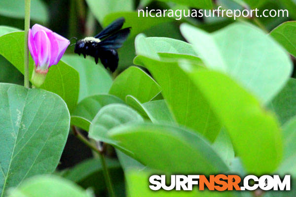 Nicaragua Surf Report - Report Photo 09/25/2012  6:52 PM 