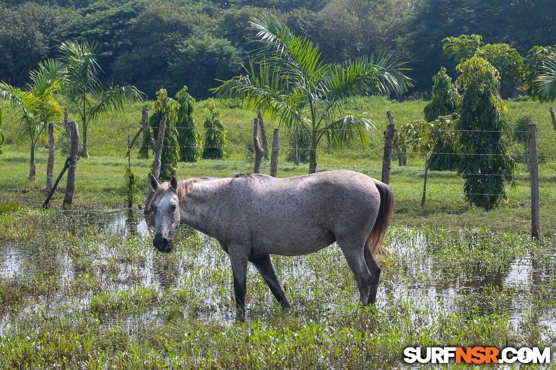 Nicaragua Surf Report - Report Photo 11/12/2020  3:04 PM 