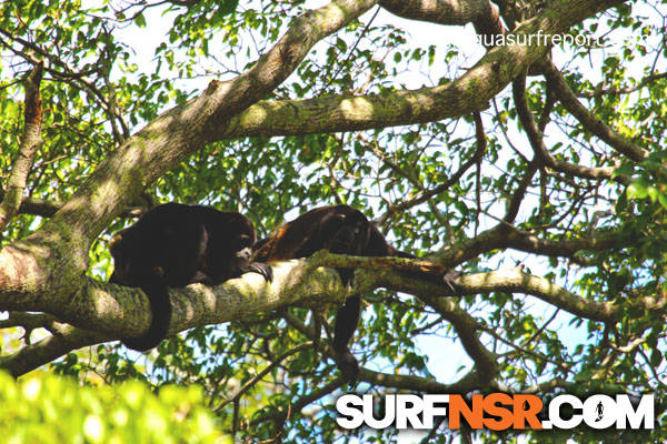 Nicaragua Surf Report - Report Photo 12/02/2012 11:19 AM