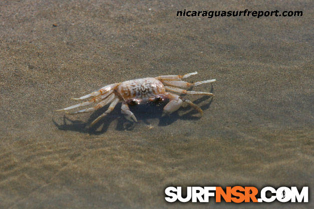 Nicaragua Surf Report - Report Photo 09/10/2009  5:21 PM 