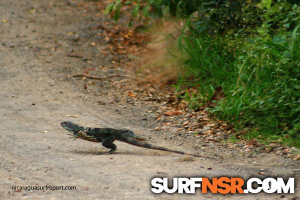 Nicaragua Surf Report - Report Photo 06/02/2010  5:41 PM 