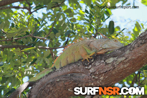 Nicaragua Surf Report - Report Photo 01/18/2014  8:42 PM 