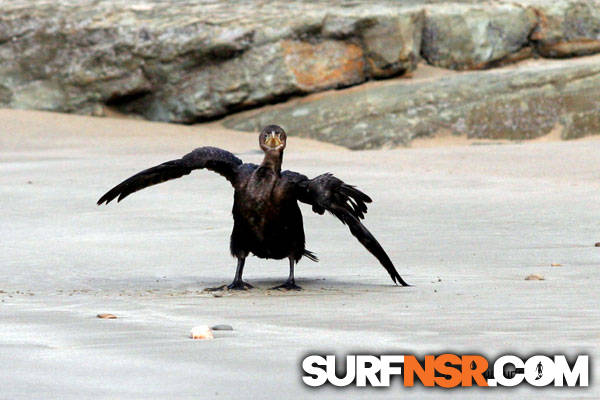 Nicaragua Surf Report - Report Photo 01/12/2011  10:50 AM 