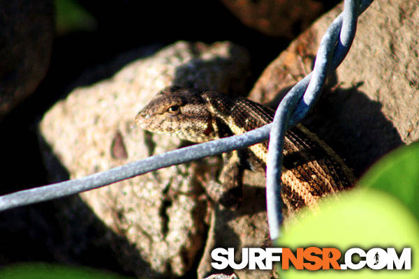 Nicaragua Surf Report - Report Photo 06/09/2010  2:22 PM 