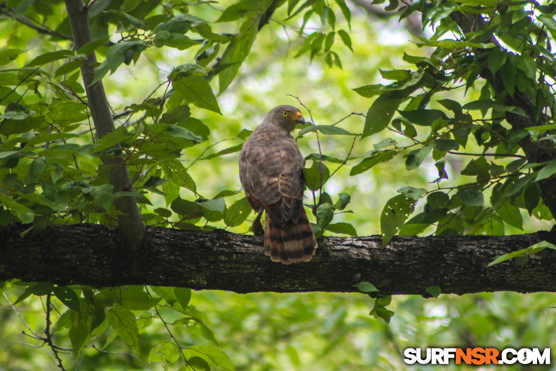 Nicaragua Surf Report - Report Photo 07/01/2020  7:15 PM 