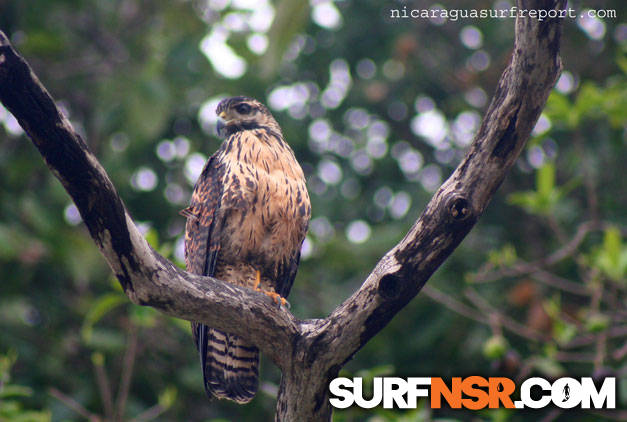 Nicaragua Surf Report - Report Photo 10/30/2007  2:10 PM 