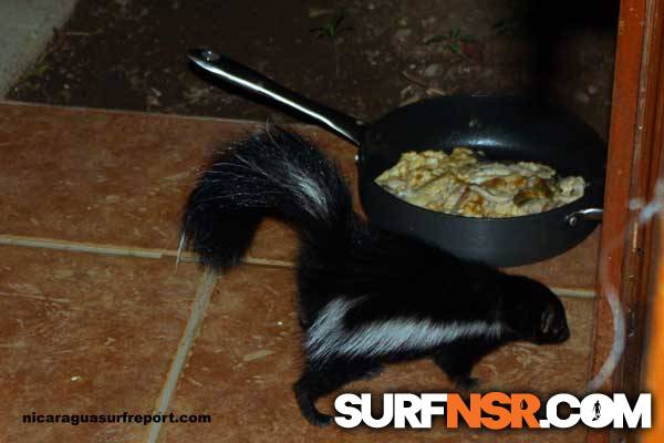 Nicaragua Surf Report - Report Photo 05/04/2011  4:11 PM 