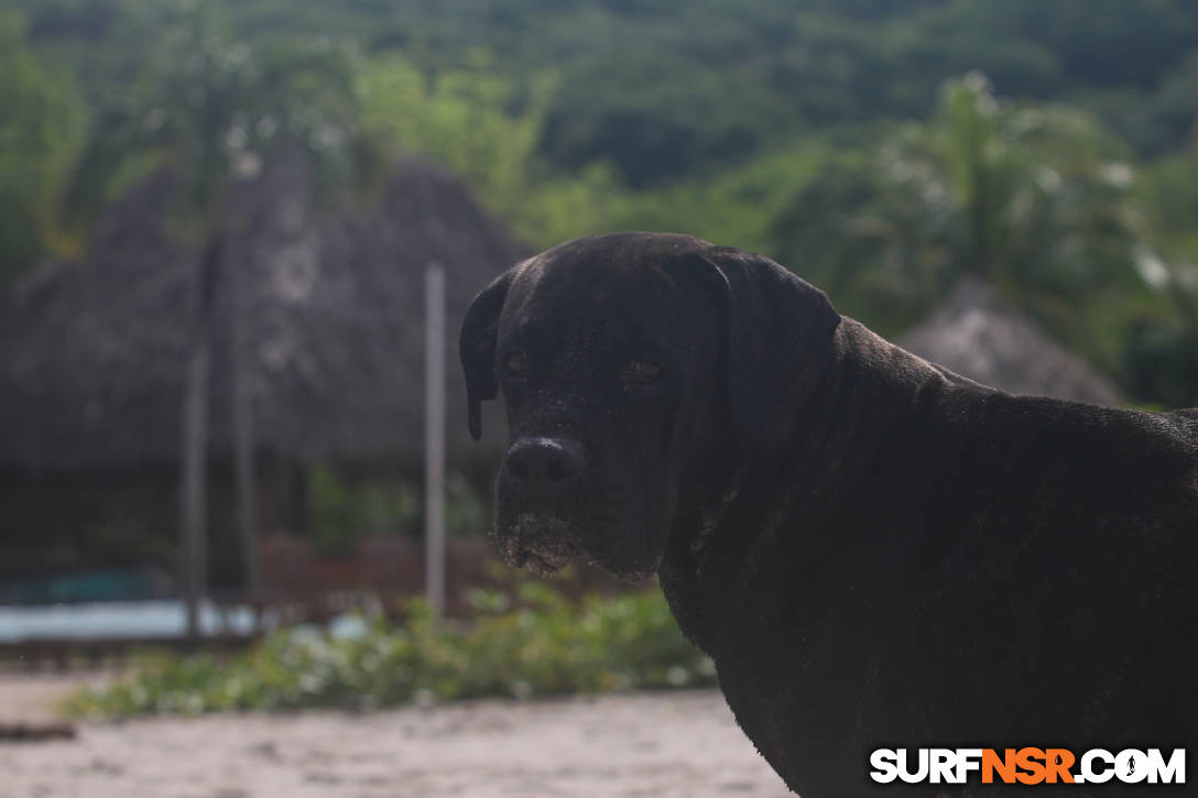 Nicaragua Surf Report - Report Photo 09/05/2020  10:16 AM 