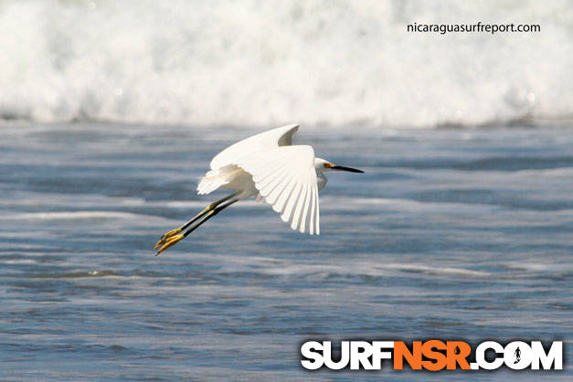 Nicaragua Surf Report - Report Photo 12/28/2009  6:10 PM 