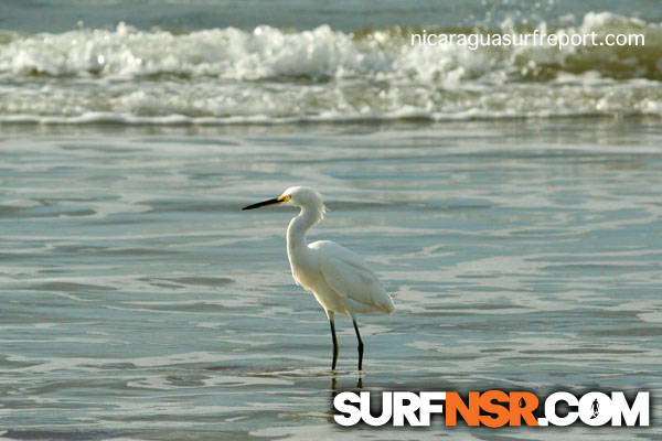 Nicaragua Surf Report - Report Photo 01/07/2013  11:49 AM 