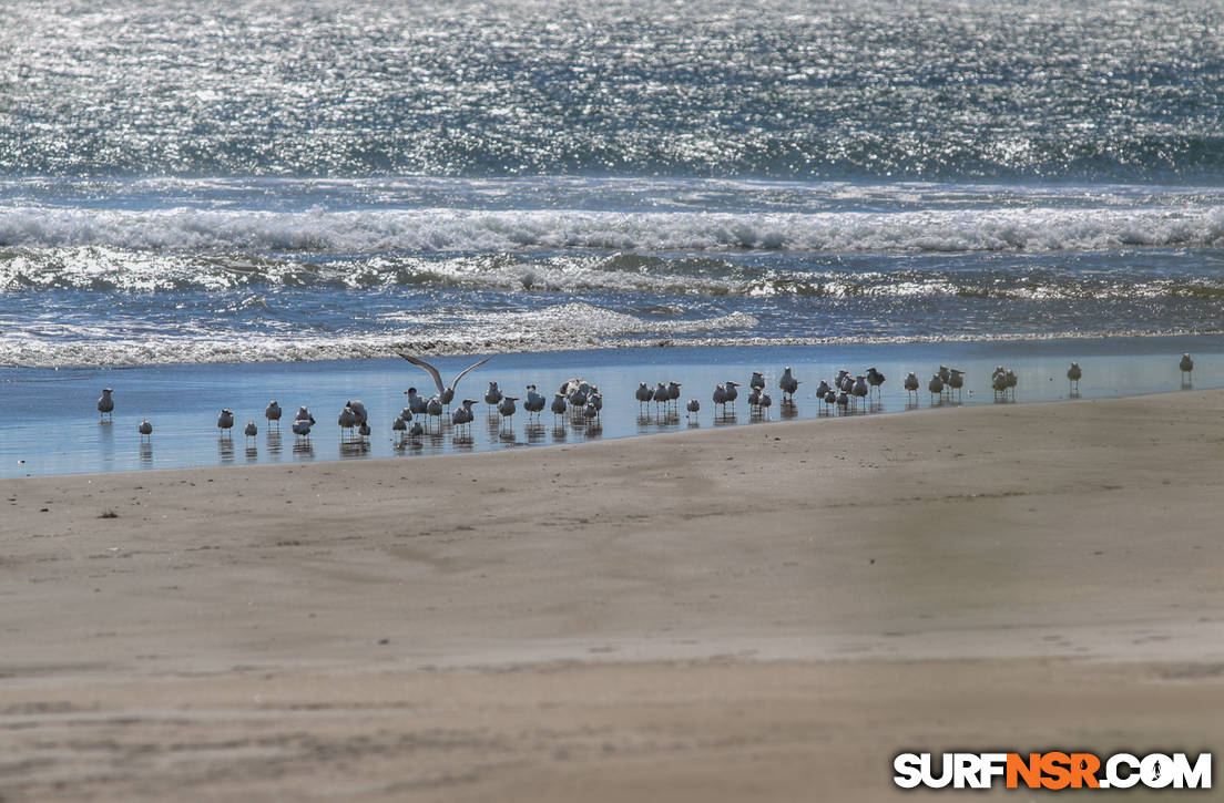 Nicaragua Surf Report - Report Photo 01/26/2016  4:53 PM 