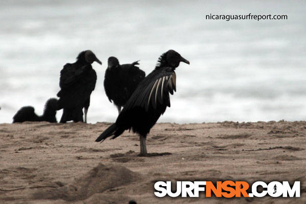Nicaragua Surf Report - Report Photo 06/30/2013  4:16 PM 