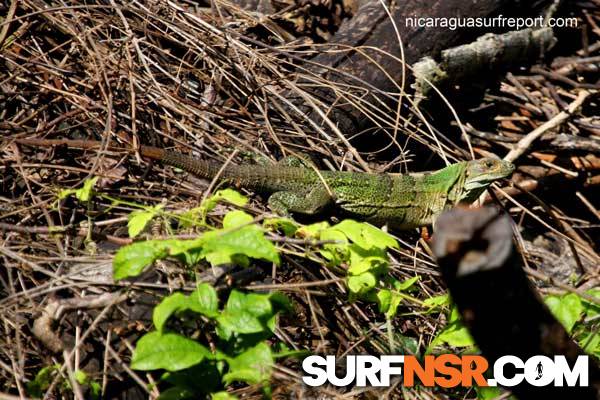 Nicaragua Surf Report - Report Photo 11/14/2011  2:52 PM 