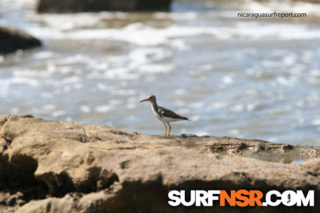 Nicaragua Surf Report - Report Photo 01/25/2010  2:12 PM 