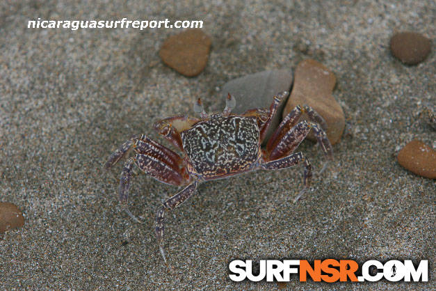 Nicaragua Surf Report - Report Photo 09/02/2009  2:45 PM 