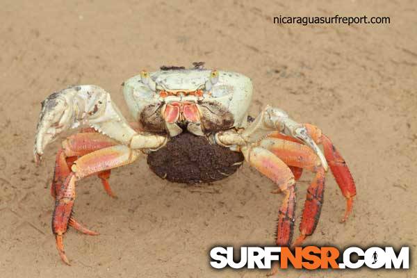 Nicaragua Surf Report - Report Photo 09/22/2013  8:46 PM 