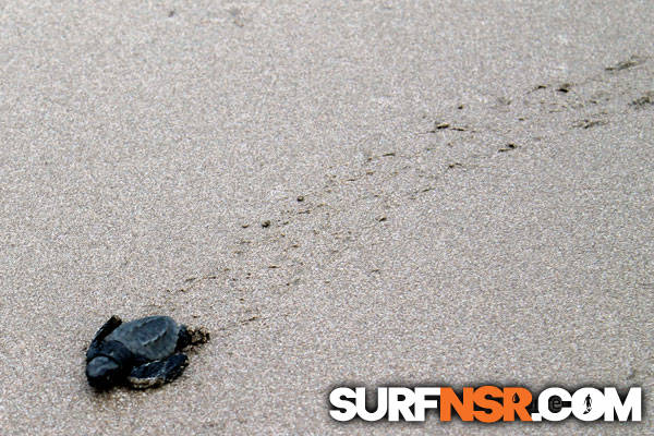 Nicaragua Surf Report - Report Photo 06/02/2013  3:02 PM 