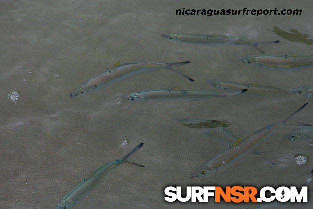 Nicaragua Surf Report - Report Photo 09/11/2009  2:40 PM 