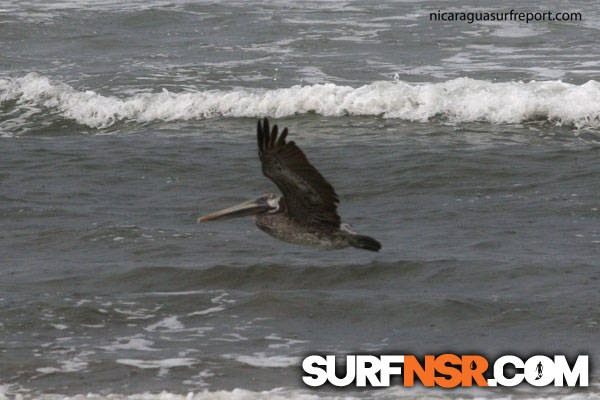 Nicaragua Surf Report - Report Photo 09/05/2010  11:53 AM 