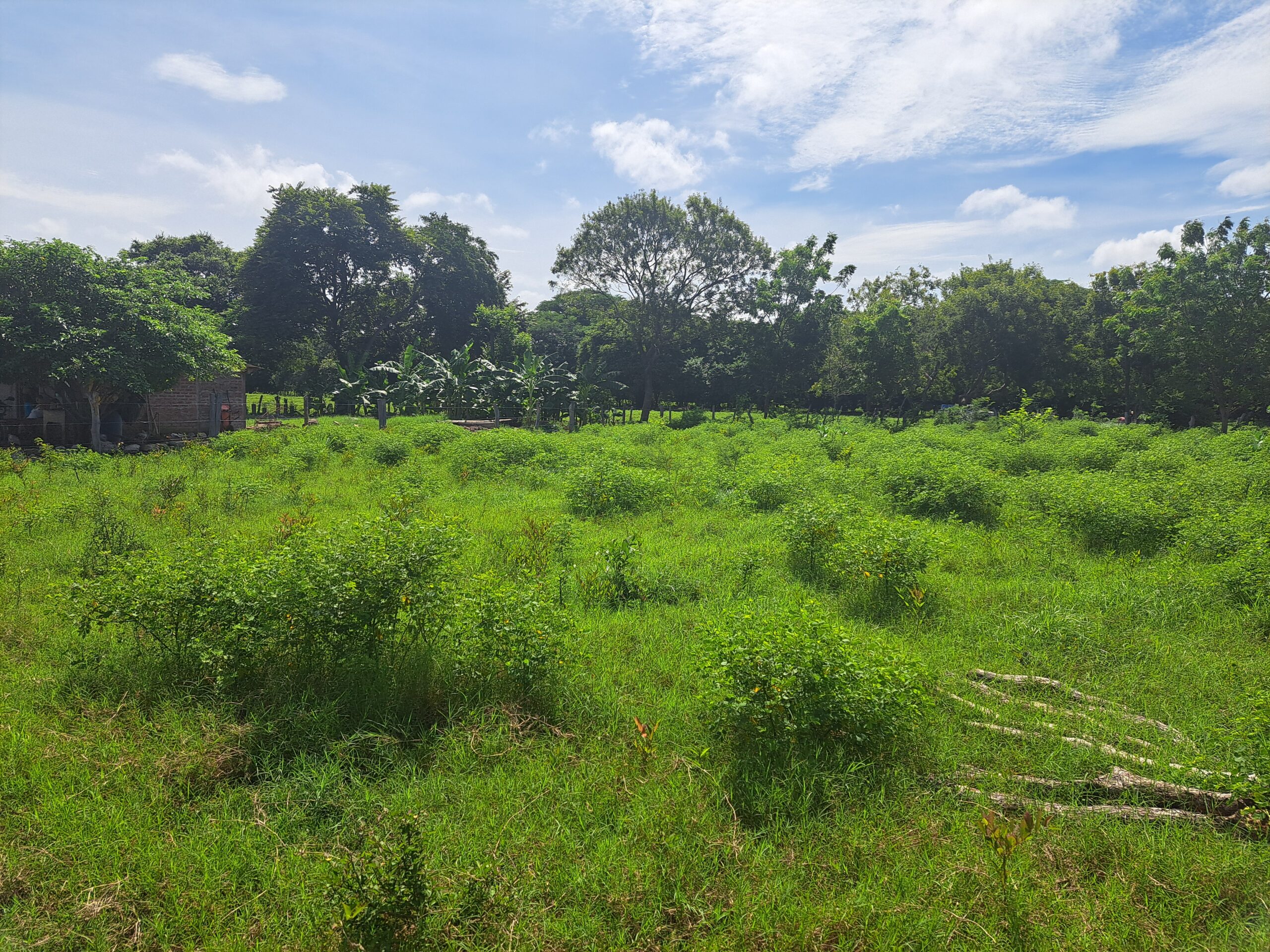 Lot in Limon Dos