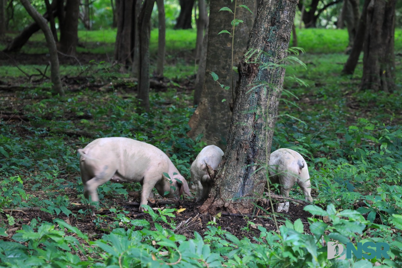 Nicaragua Surf Report - Report Photo 09/30/2025 